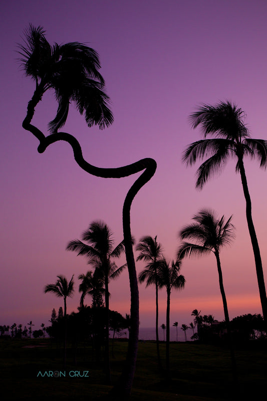 Kona Curls (Black Frame)